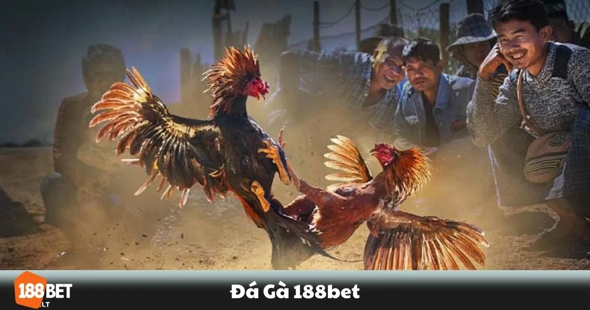 Đá Gà 188BET - Đá gà trực tuyến là gì? Sự khác biệt giữa các loại hình đá gà