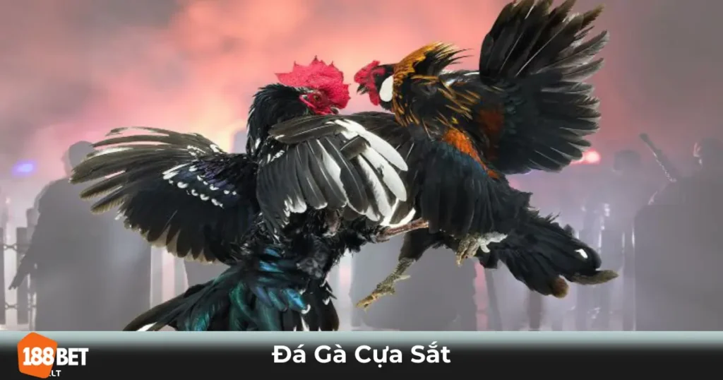 Đá Gà Cựa Sắt Là Gì? Sự Khác Biệt So Với Đá Gà Chọi