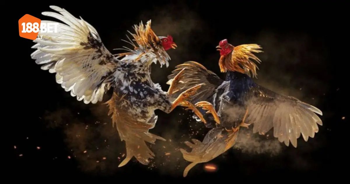 Đá Gà Cựa Sắt 188bet – Cược Online Với Trận Đấu Kịch Tính 3 Luật chơi đá gà cựa sắt & cách phân biệt các loại cựa