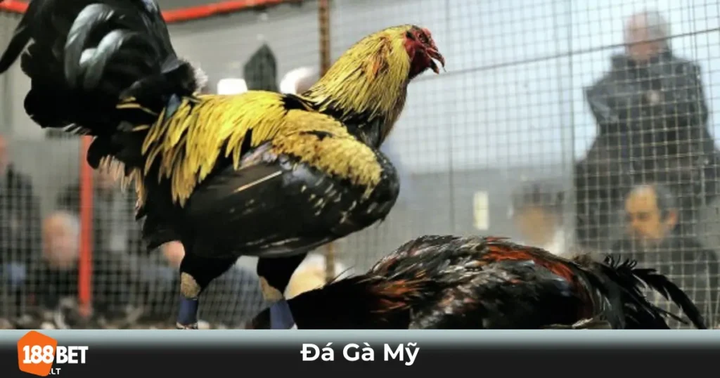 Đá Gà Mỹ Là Gì? Điểm Khác Biệt So Với Các Giống Gà Khác